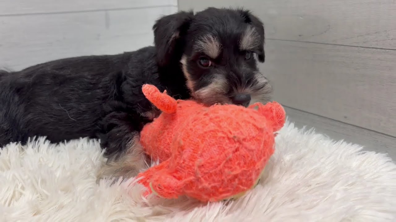 No.200222 ミニチュアシュナウザー ♀】ペットショップ犬の家＆猫の里