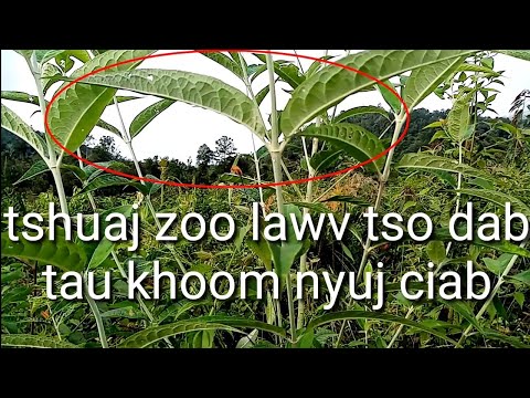 Video: Yuav Ua Li Cas Kom Pom Qhov 