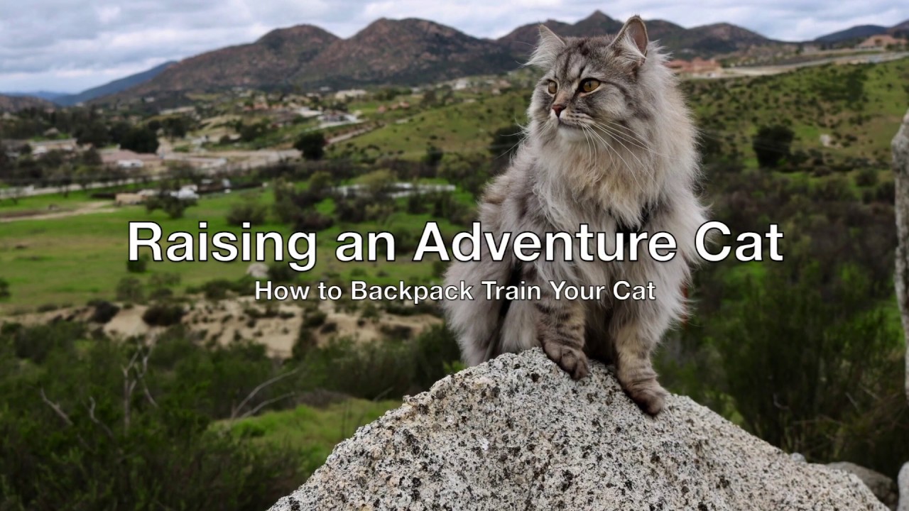 Can Any Cat Be An Adventure Cat?