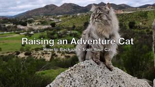 Raising an Adventure Cat: How to Backpack Train Your Cat by King Curtis the Cat 7,429 views 3 years ago 4 minutes, 45 seconds