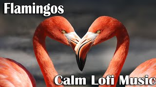 Flamingos and Calm Lofi Background Music - Relax De-Stress and Re-Energize - BGM Screensaver screenshot 2