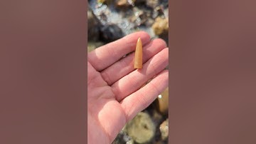 Ancient belemnite fossil (66-100 million years old) found in the Baltic Sea! #fossilhunting #beach