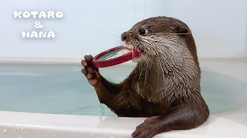 カワウソに大好物のアイスのフタを渡すとえらいことになる・・　Hilarious Otters’ Unusual Ice Cream Lid Obsession!