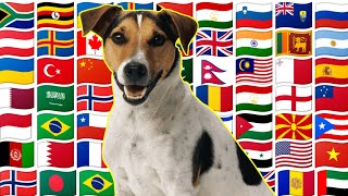 "DOG" name from different countries with Voice | animal name