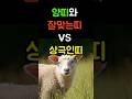 양띠와 잘맞는띠 상극인띠 띠별운세 띠운세 이슈 대운 양띠운세 양띠 양띠와 잘맞는띠 상극인띠 띠별운세 띠운세 이슈 대운 양띠운세 양띠
