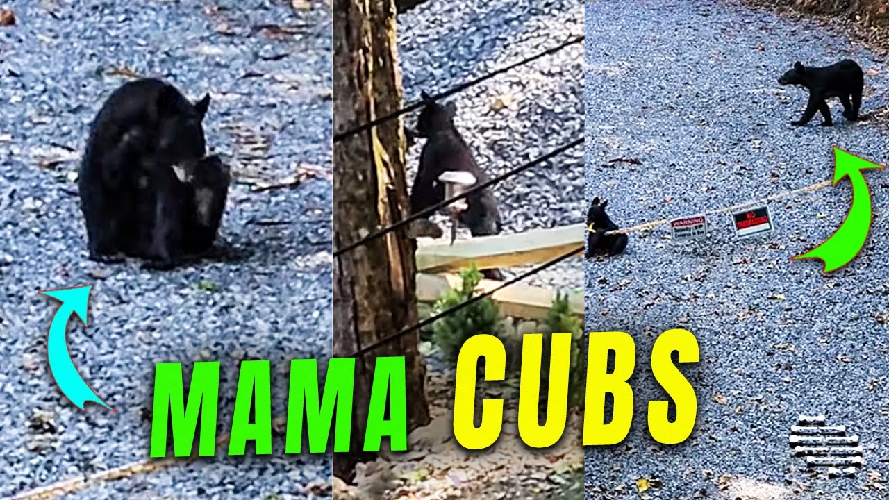 Mama Bear and Playful Cubs Filmed in a Residential Area - YouTube