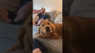 My dog has no brain cells#sillydog #dumbdog #funnydog #cutepuppy #doglife #puppy