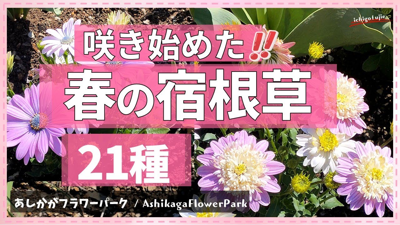 新作⑤桜【pink*flower*happiness】春の訪れ シーグラスアート 満開の桜🌸⛩桜新町にある桜神宮🌸⛩🌸⛩🌸⛩🌸⛩に行ってきた