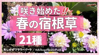 【kiki さま】* vintage flower ❀ * 淡いピンクの お花 kiki さま】* vintage flower ❀ * 淡いピンクの お花