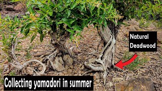 Collecting yamadori in summer. Found some amazing trees for bonsai!.