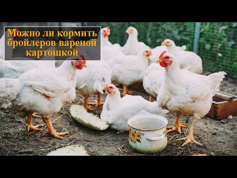 Можно ли кормить бройлеров вареной картошкой