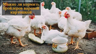 С какого возраста можно давать цыплятам варёную картошку