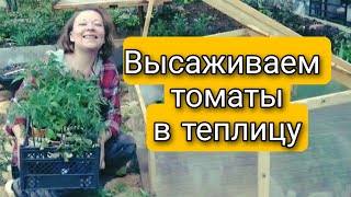 ПОСАДКА ТОМАТОВ 🍅 Что класть в лунку при посадке? Отбор томатов на посадку в теплицу