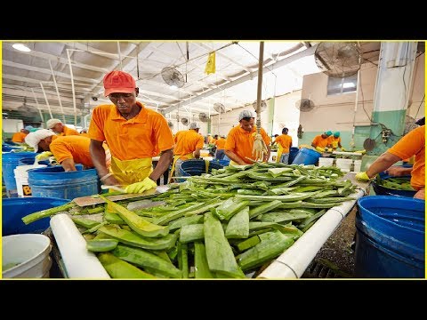 Asian Aloe Vera Harvest and Processing - Amazing Agriculture Fruit Harvesting