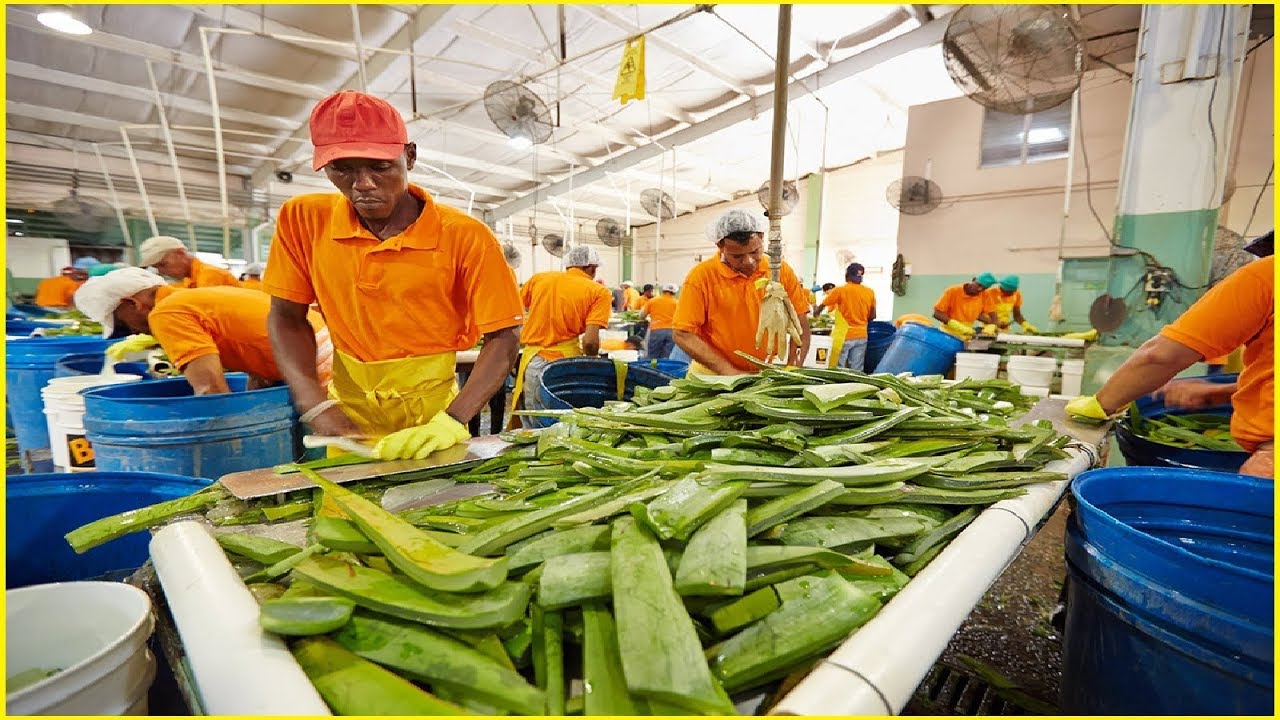 Asian Aloe Vera Harvest and Processing - Amazing Agriculture Fruit  Harvesting - YouTube