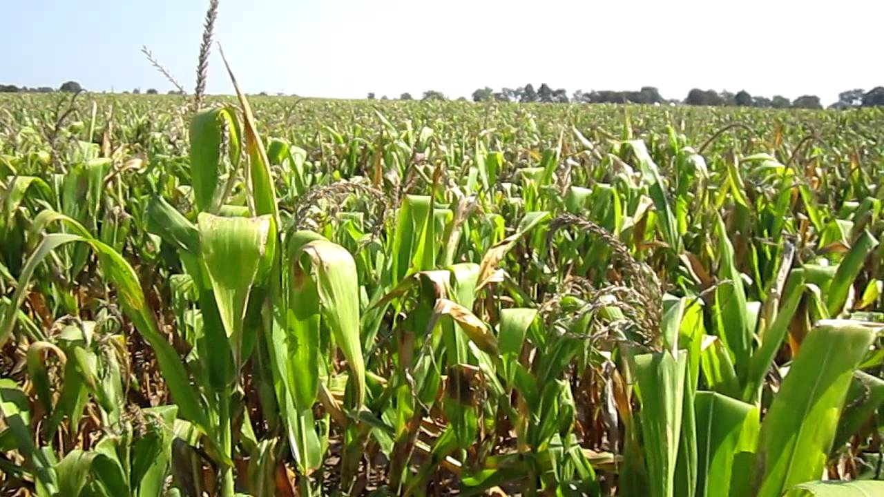 Severe Corn Crop Damage In Sandy Soils MOV YouTube Severe Corn Crop Damage In Sandy Soils MOV YouTube
