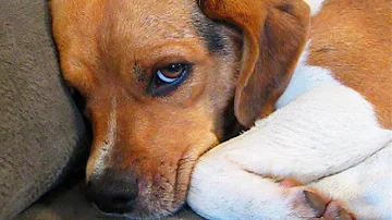 Do dogs apologize when they hurt you?