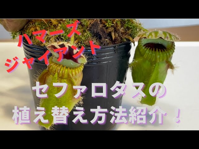 ハマーズジャイアント植え替えます！］食虫植物セファロタスの植え替え