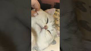 The most gentle cat in the world | Silver chinchilla cat purrs with pleasure