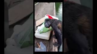 Man Uses His Mokoro To Help A Monkey To Shore, But Look At Monkey's Face #monkeyvideos