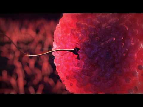Video: Kaip Susidaro Spermatozoidai