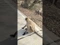 #funny #monkey #comedy
