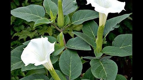 Cây Cà Độc Dược cây giống 30k 1 cây Dược liệu Trường Xuân 0786.074.336