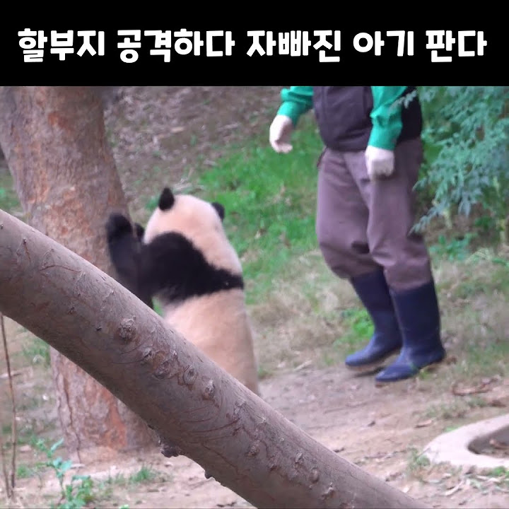 늑대소녀보아 - YouTube 늑대소녀보아 - Youtube