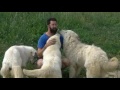 7. Eight guardian-dog principles, Maremma Sheepdog (english version) の動画、YouTube動画。