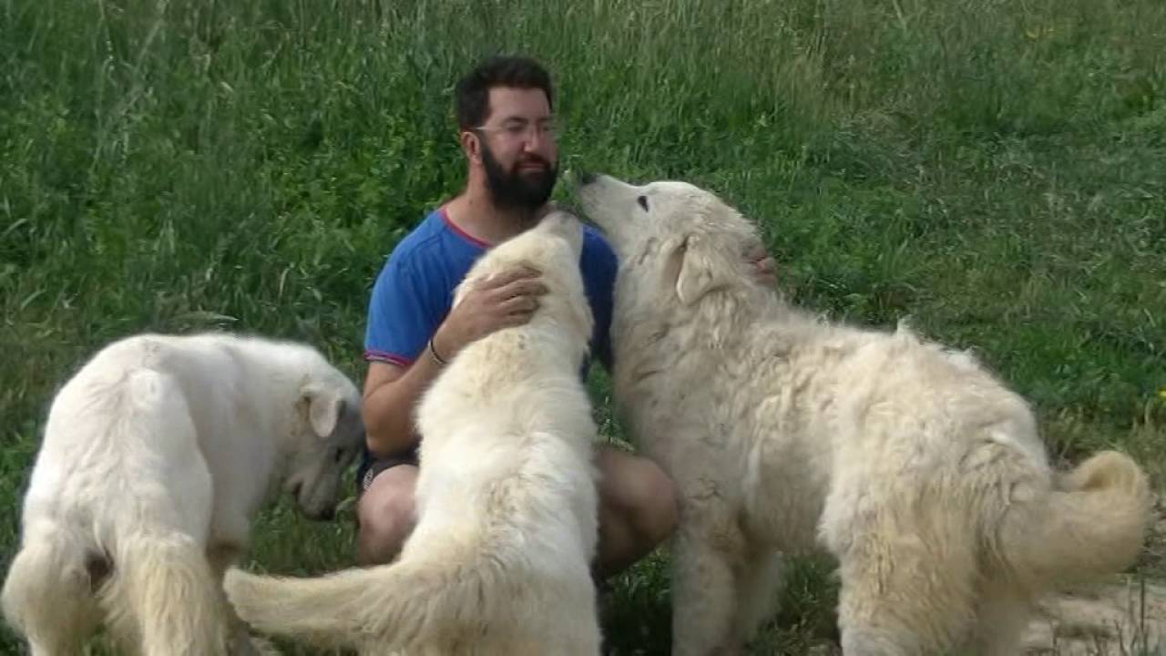 italian guardian dog