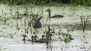 Amidst the Hyacinths: A Rainy Showdown in Surajpur Wetland