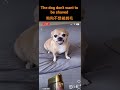 狗狗不想被剃毛 The dogs don&#39;t want to be shaved.哈士奇影片