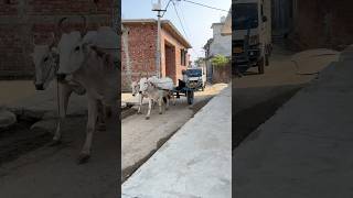 Pahela Din Ganv Me #minivlog #lifestyle #vlog #shorts