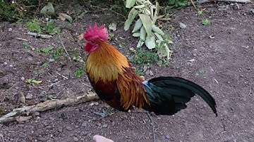 Mus nrhiav kev kaj siab dua nawb 30/11/2025