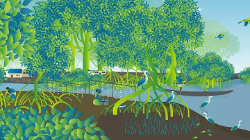 Mangrove Restoration - series : Video 1 - Why Restore Mangroves