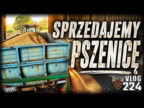 Harvesting in Full Swing! Taking You to the Grain Elevator. There's Hope! | Vlog #224