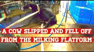 Nz dairy farming 1st herd test 2021