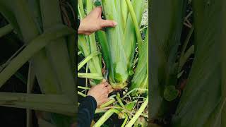 GHH10252C mini rotary tillage and ridging all-in-one tree 🎄 short view #shorts #viral #youtubeshorts