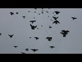 Николаевские голуби у Федора 1 ч