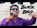 Black Bird (2016 Chutney Soca) - Omardath Maraj Feat. Raymond Ramnarine