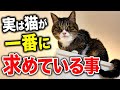 【猫雑学】猫が待ってるのに飼い主が中々気付きにくい事6選【リクとソラ】
