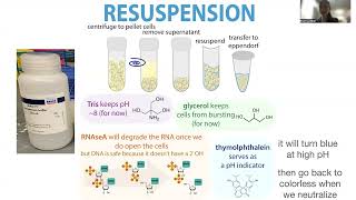 Minipreps (alkaline lysis plasmid purification) behind the scenes