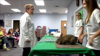 4H Rabbit Showmanship  - Documentary screenshot 1