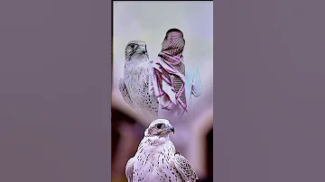 ادحر كبار الخصوم 