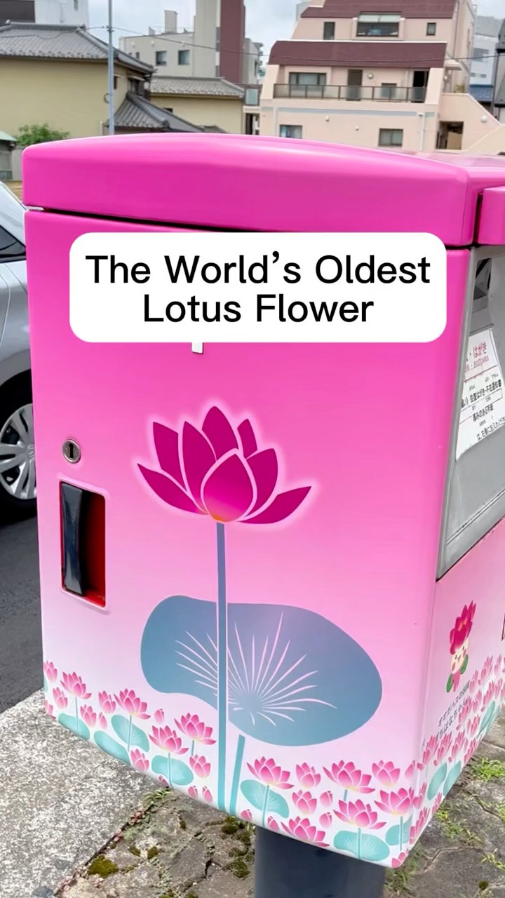 🪷 The World's Oldest Lotus Flower - YouTube