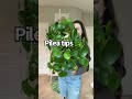 My pilea peperomioides care tips