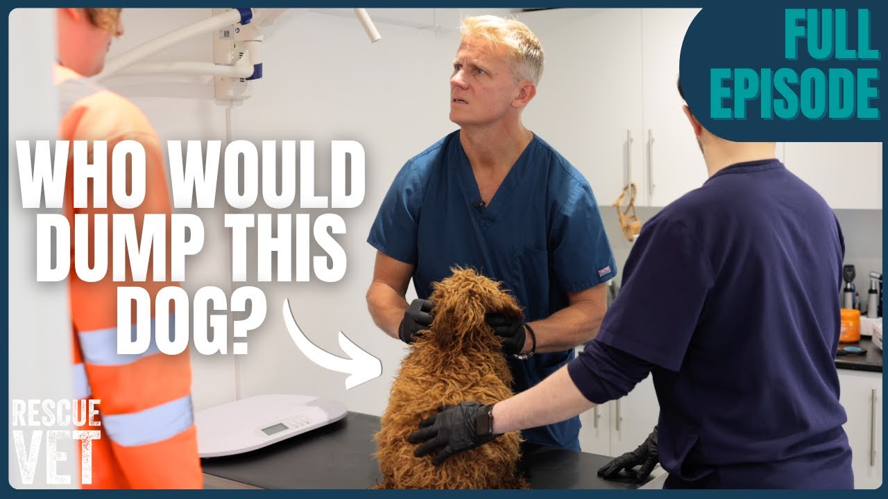 Bin Workers Find Bloated Dog in Woods — Vet Rushes to Save Her! | Rescue Vet with Dr Scott Miller