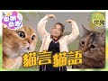 【on.cc東網】動物世界：貓隔空對話　網民改圖爆紅