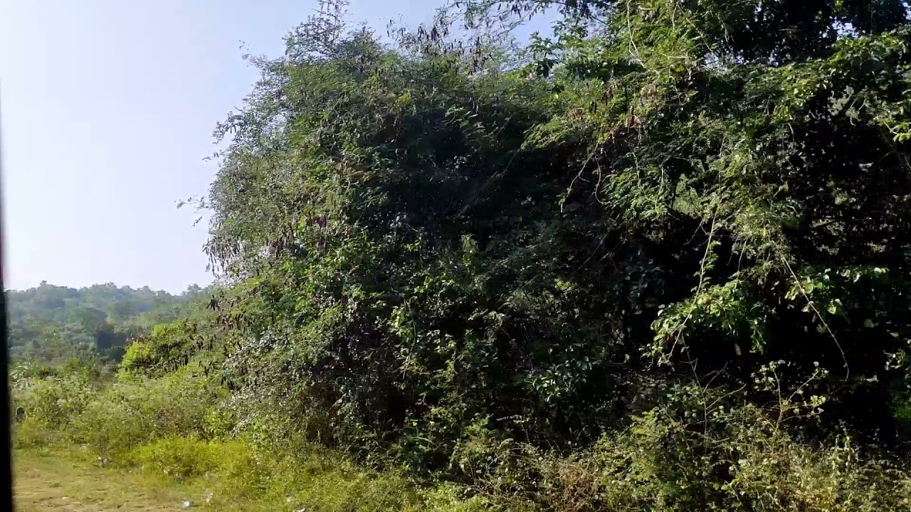 Seshachalam hills Tirupati Andhra Pradesh