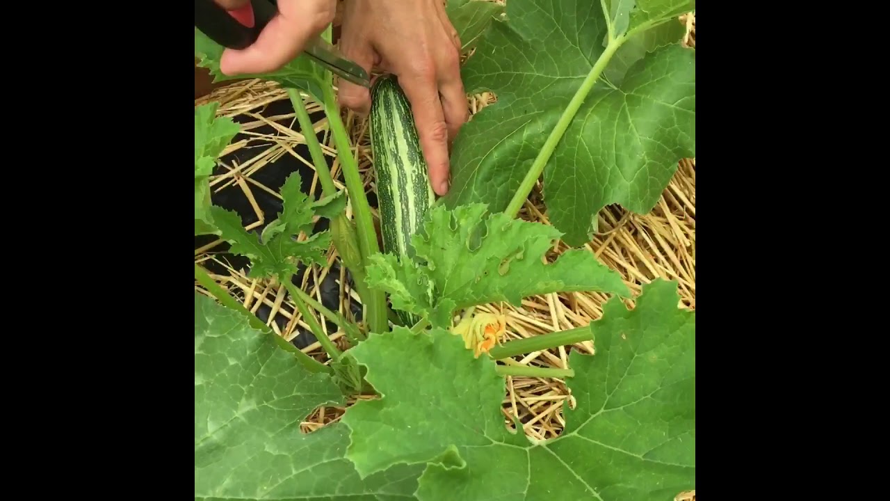 Wind storm damaged my plants YouTube